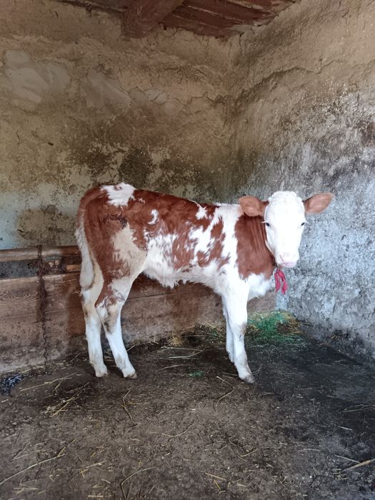 Vând vițică belgiana