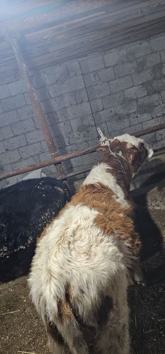 Симменталь пародалы  өгіз сатылады