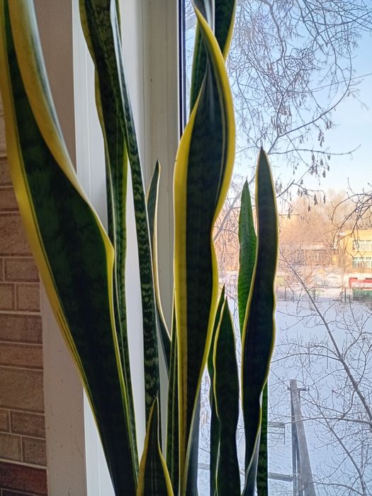 Сансевиерия высота 160