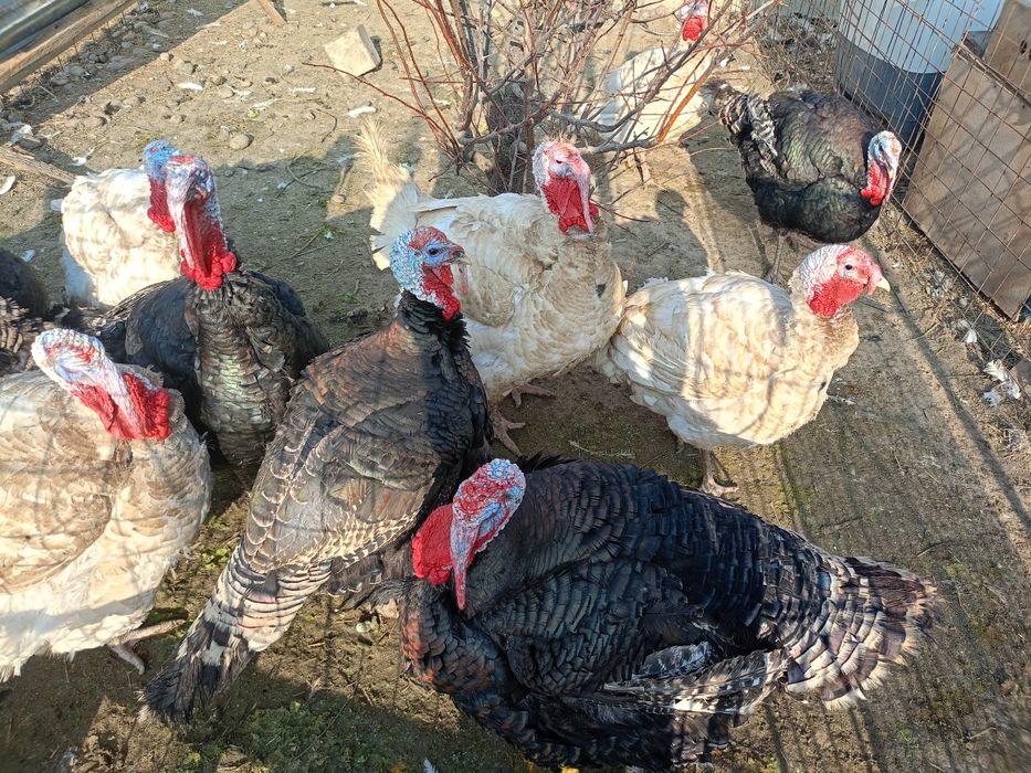 Түйеқус сатылады