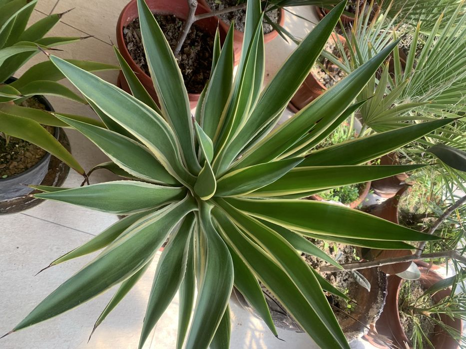 Комнатные растения