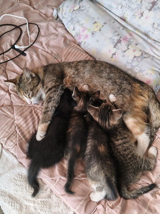 Отдам в хорошие руки