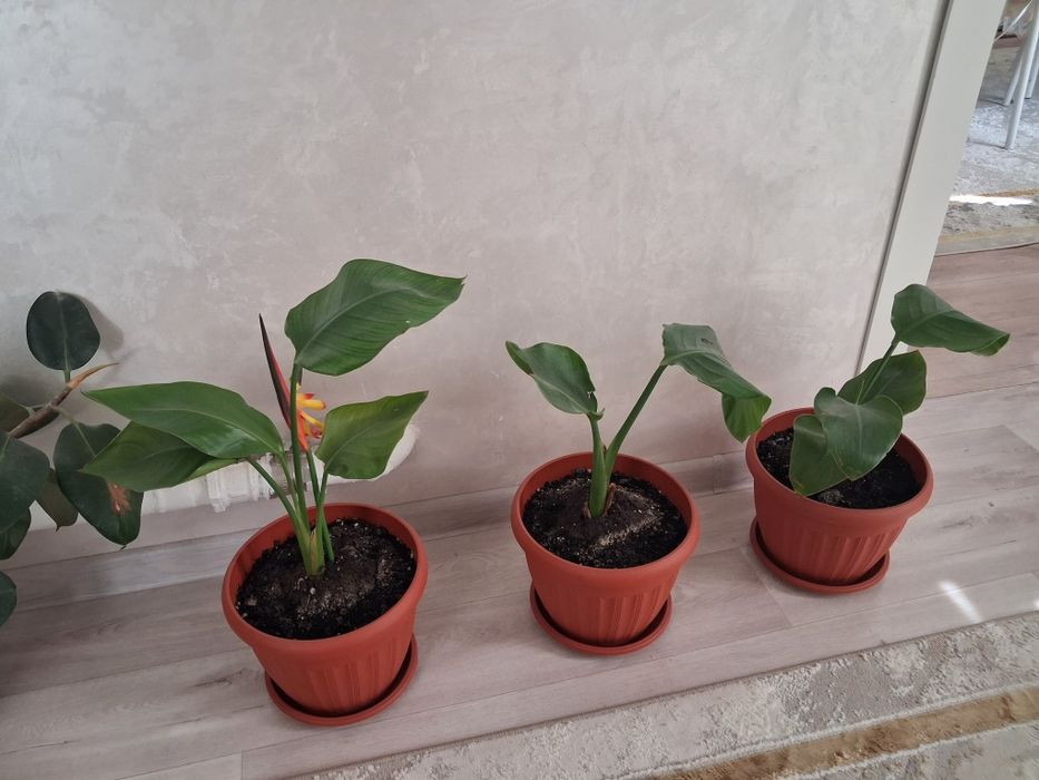 Продаётся комнатные ухоженные цветы
