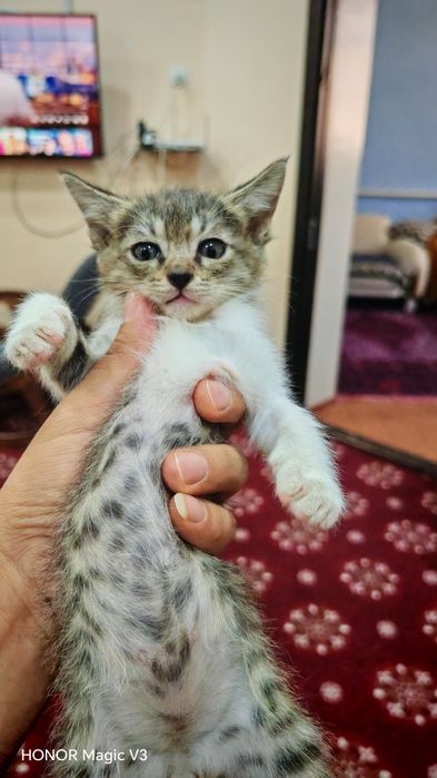 Отдам даром котят