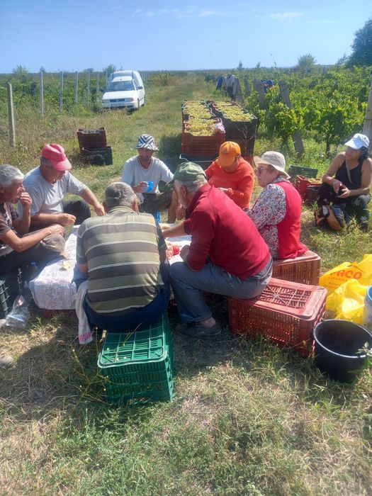 Struguri de vin recolta proprie