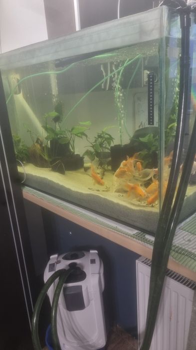 Acvariu pesti si accesorii