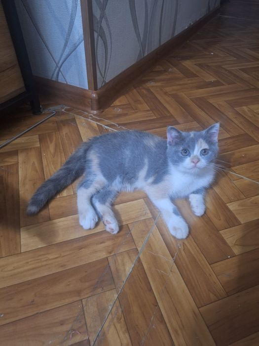 Котёнок пароды Скотиш страйт девочка