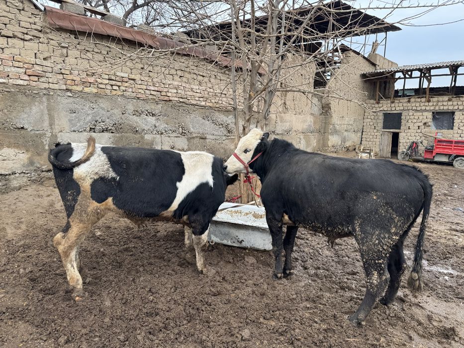 Buqalar sotiladi arzon narxlarda
