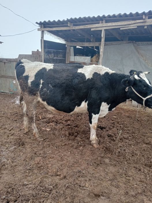 Буаз сутты сиырлар