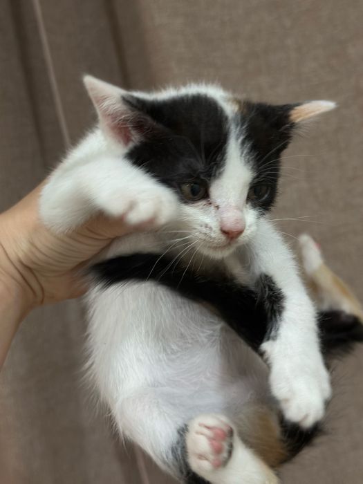 Котята в поисках дома