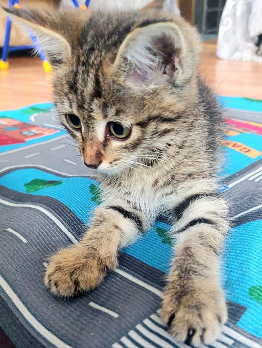 Котёнок табби крыселов
