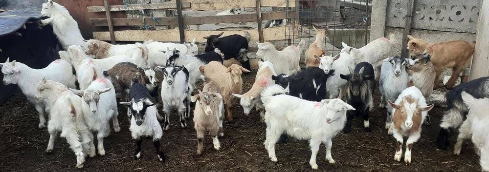 Vând iezi cu greutatea 9-13 kg carcasa