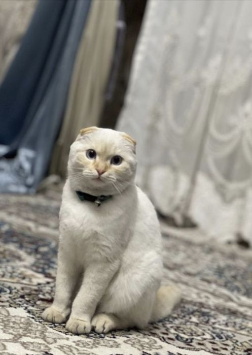 Вяска шотландского кота!