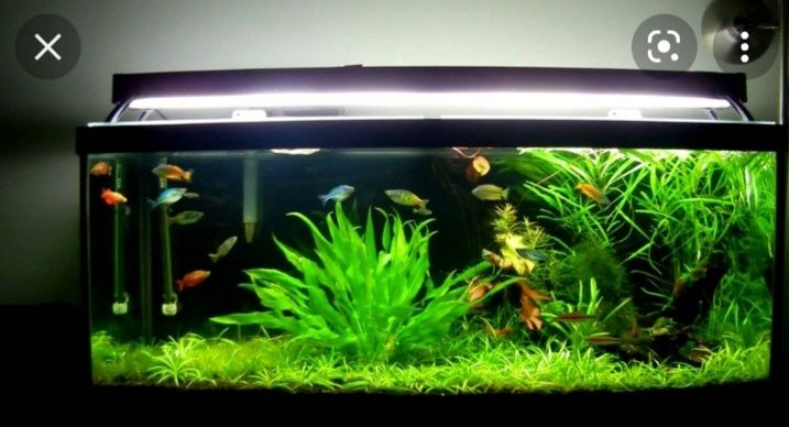 Продам аквариумные растения