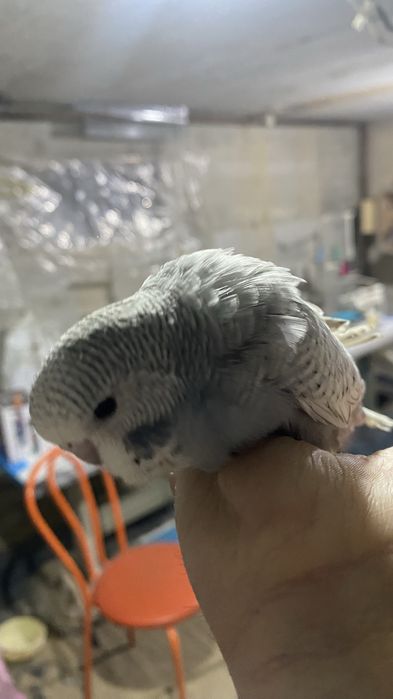 Andurka turkiya papugaylari