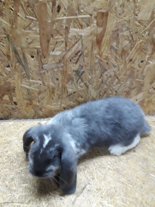 кролики французкий баран