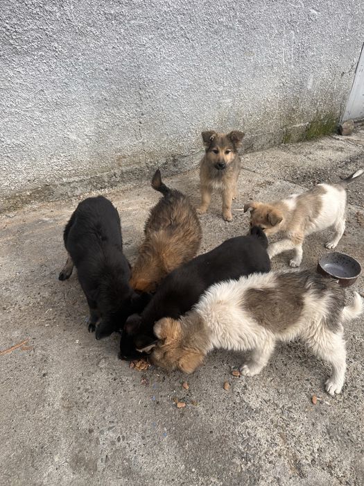 Donatie Caini talie Mare