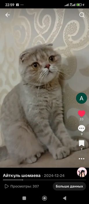 Продам Кошку Вислоухая