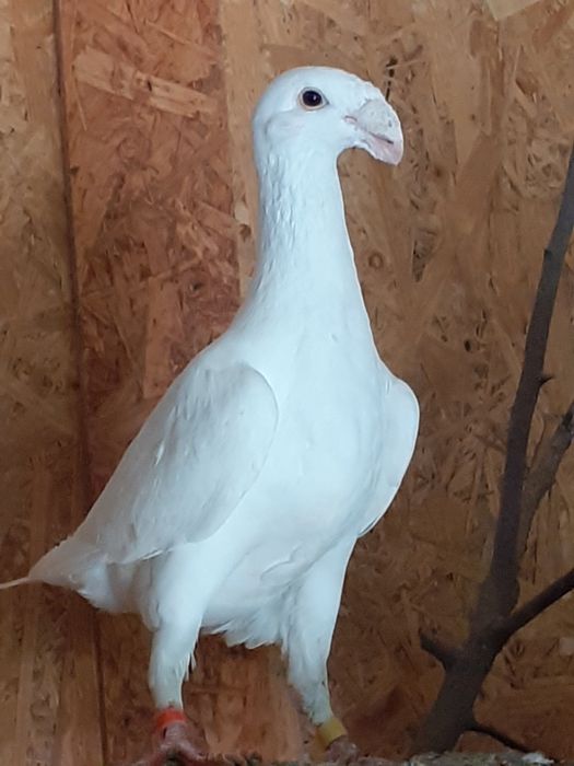 Vând porumbei germani de frumusete