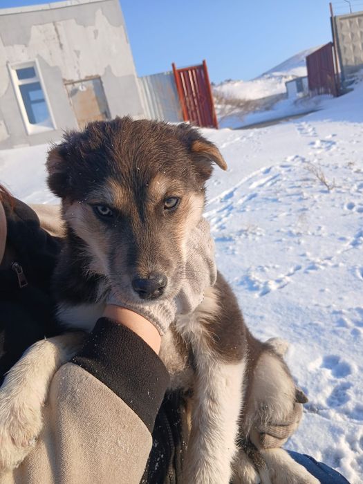 Отдам щенят в хорошие руки