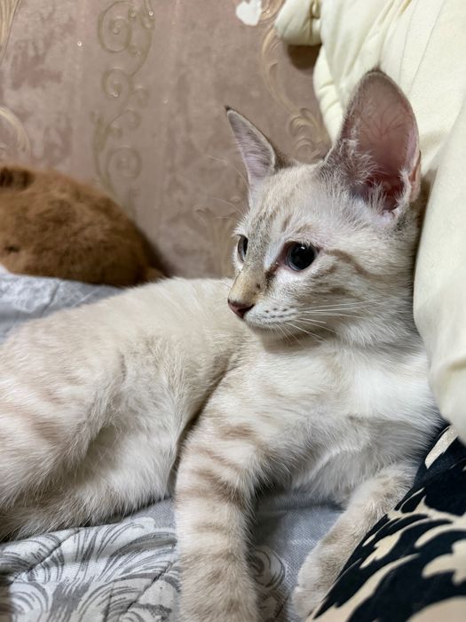 отдам даром котенка