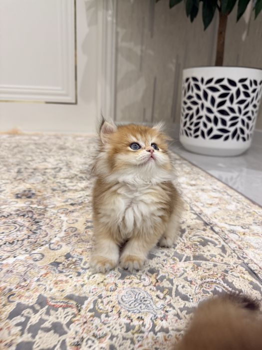 На продаже золотая шиншилла девочка