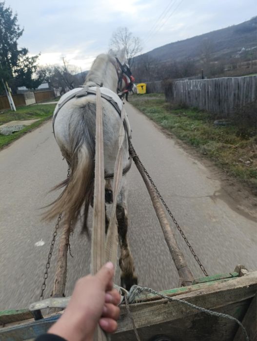 Cal de vânzare de 7 ani castrat