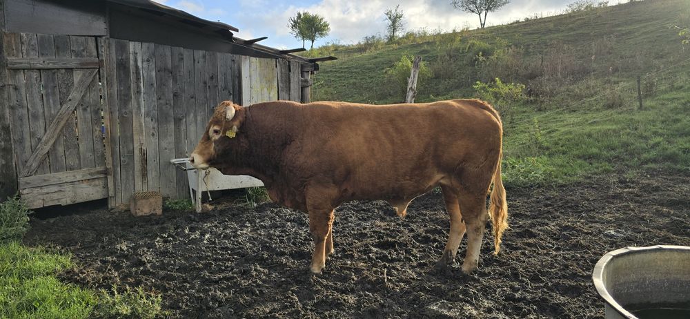 Taur vitel LIMOUSINE