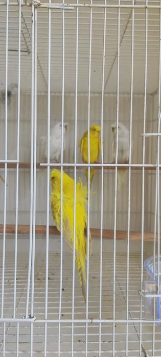 Продается попугай бабочки to’tilar sotiladi