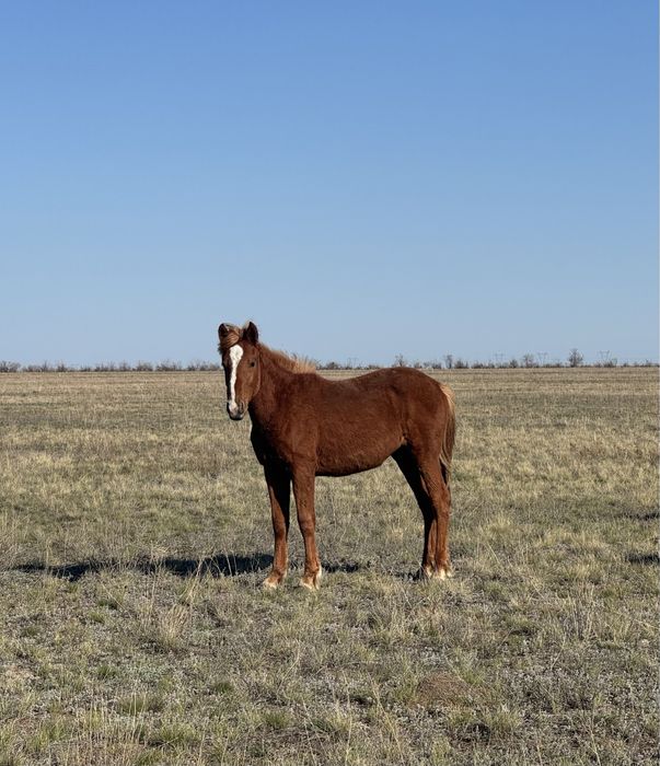 Продам кобыл(байтал)2-х годовалые