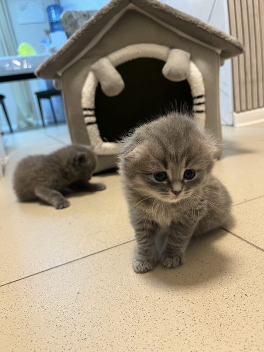 Породистые катята