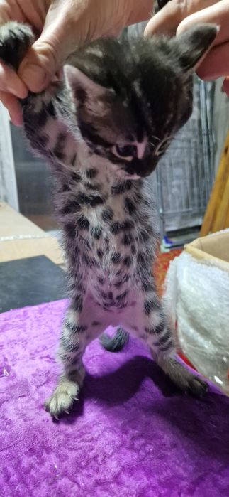 Бенгальские котята