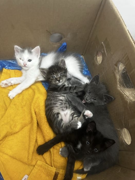 Котенки в хорошие руки