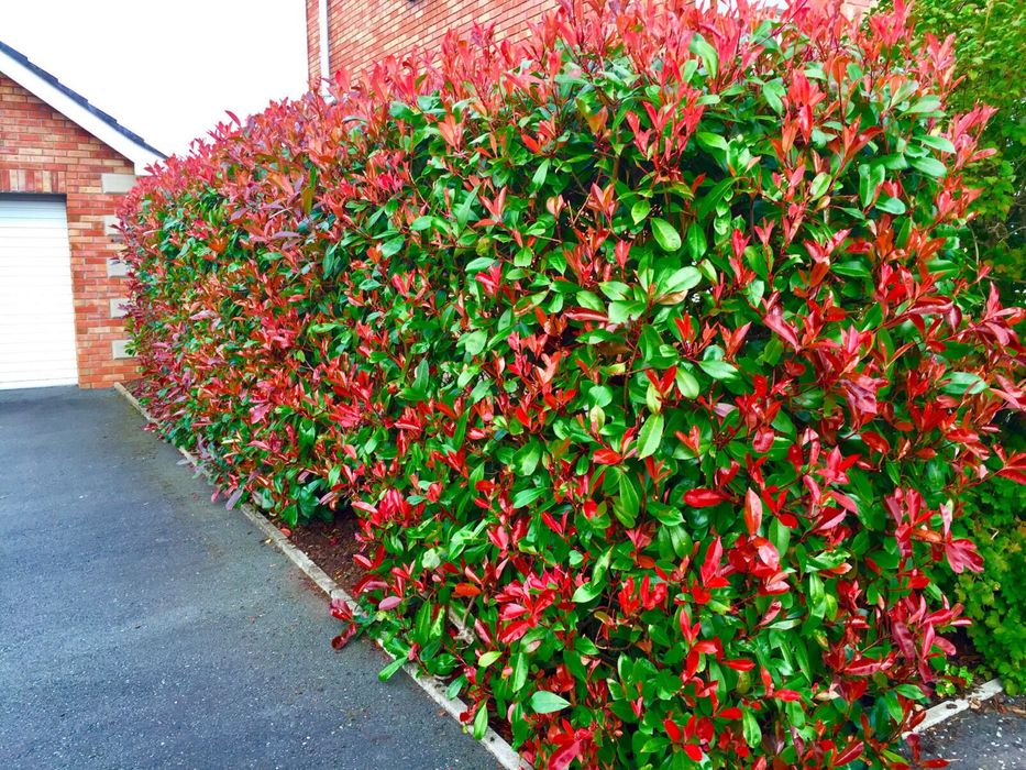 Butasi Euonymus emerald, Photinia red, Laur englezesc, Leylandi, rasad