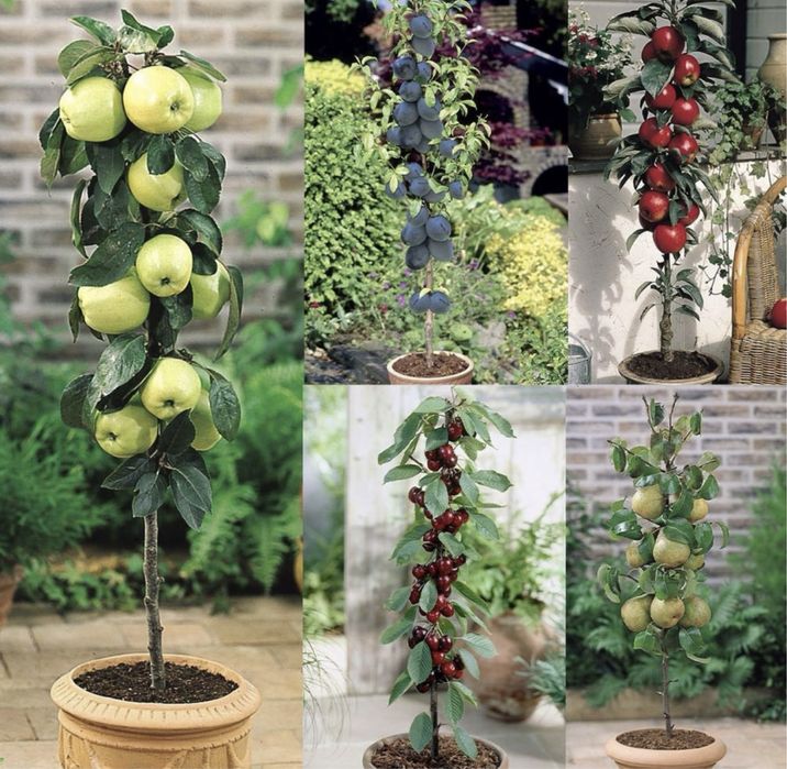 Pomi fructiferi columnari anul 2//3/4