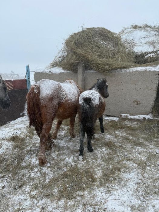 2 бие жабағыларымен