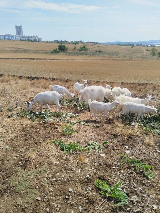 Продавам козички