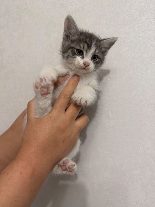 Отдам котенка в добрые,хорошие руки