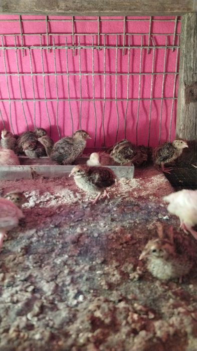 Oua de prepeliță pentru consum și tratament