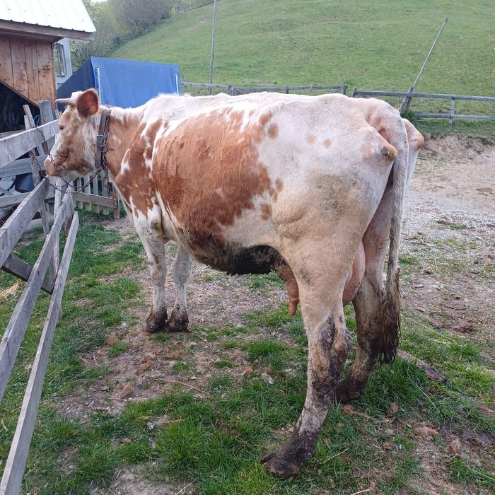 Vând vaca bălțată
