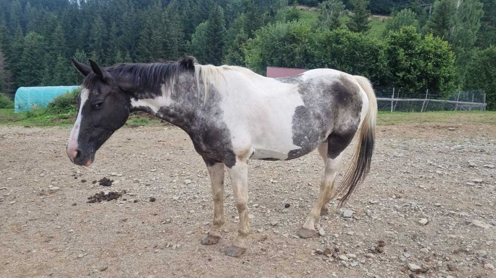 Iapa de calarie Apalusa din Olanda