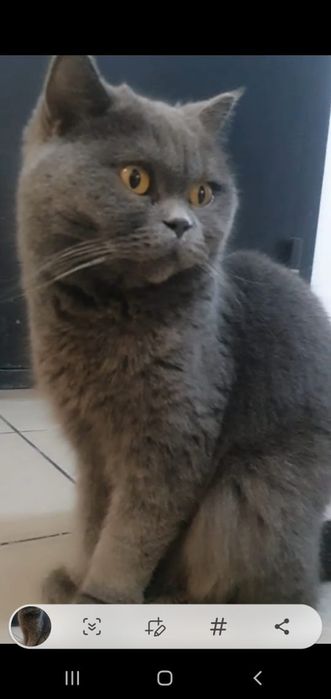 Кот Базилио Британец.