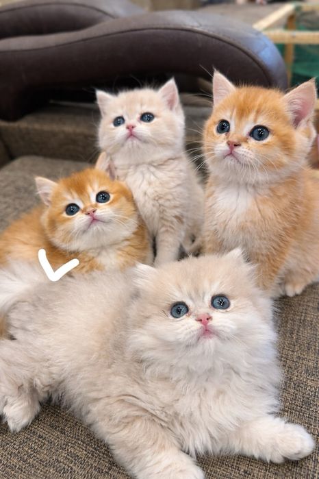 Продпются котята мал и дев