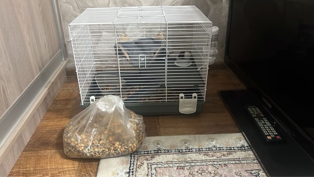 Продам маленьких крысят с вещами