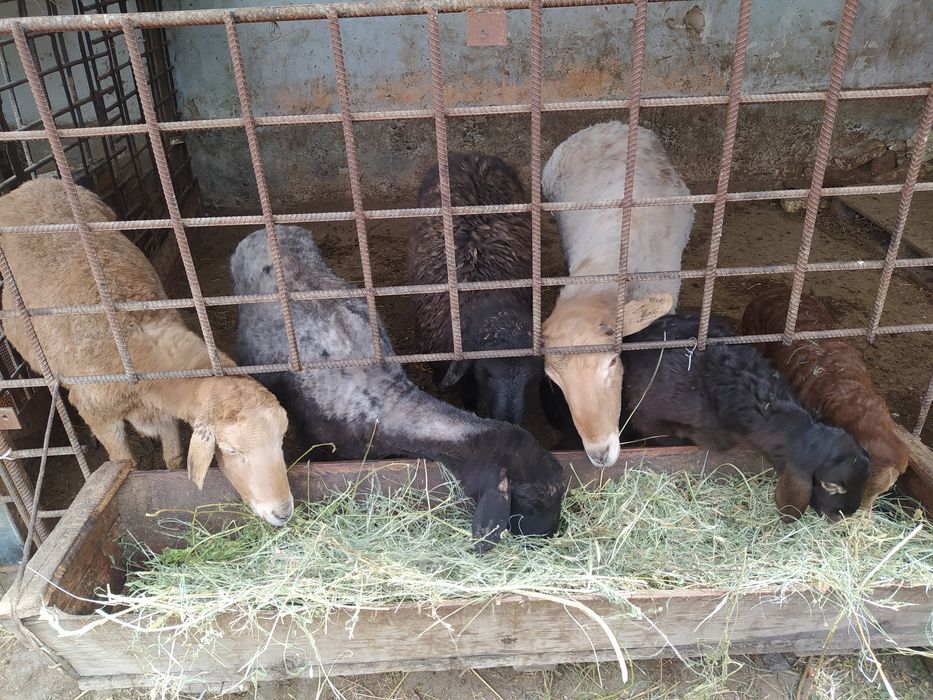 Козылык койлар сатылады