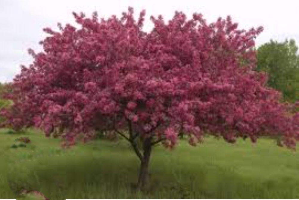 Саженцы декоративных яблонь  Хелена и Роялти,2х летки