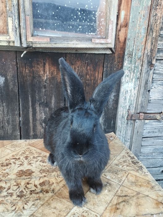 Vand sau schimb iepuroi