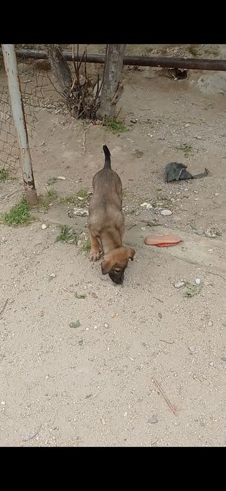 Отдам собачки хорошие руки