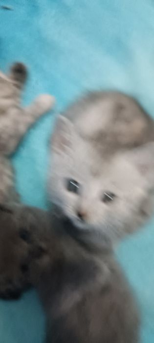 Котята породистые