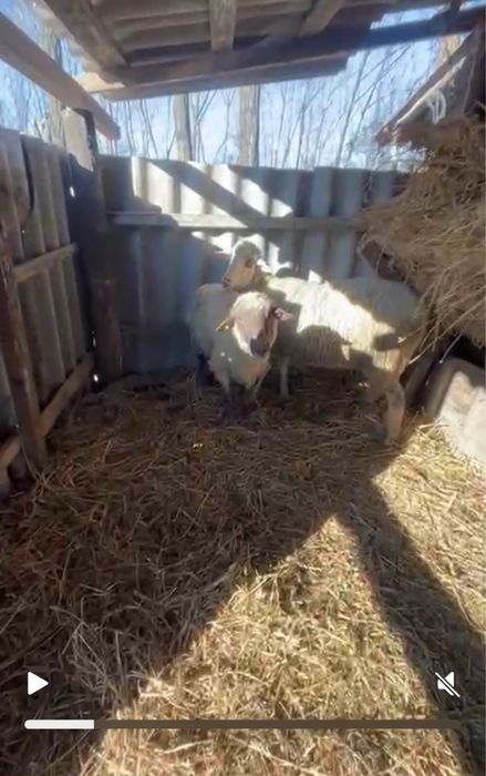 Oi romanov si un berbec